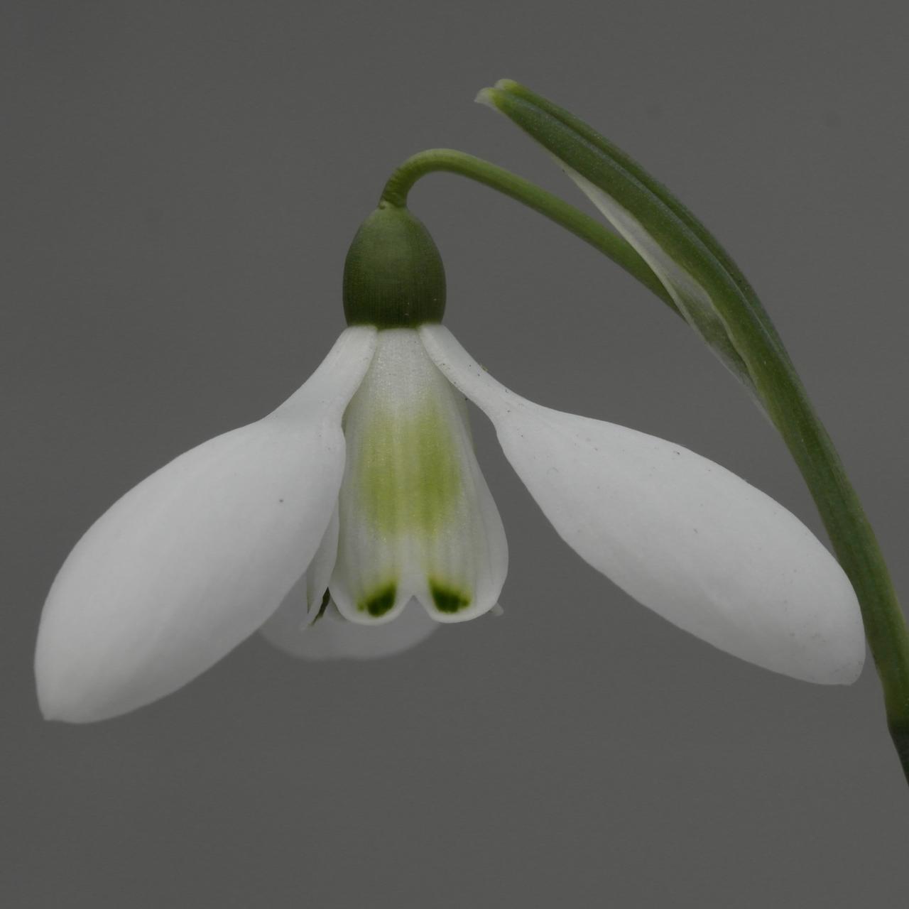 Galanthus 'Cliff Curtis' plant