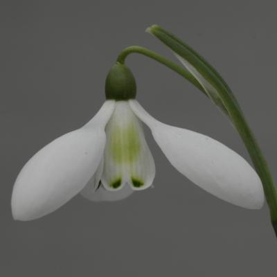 galanthus-cliff-curtis_400.jpeg