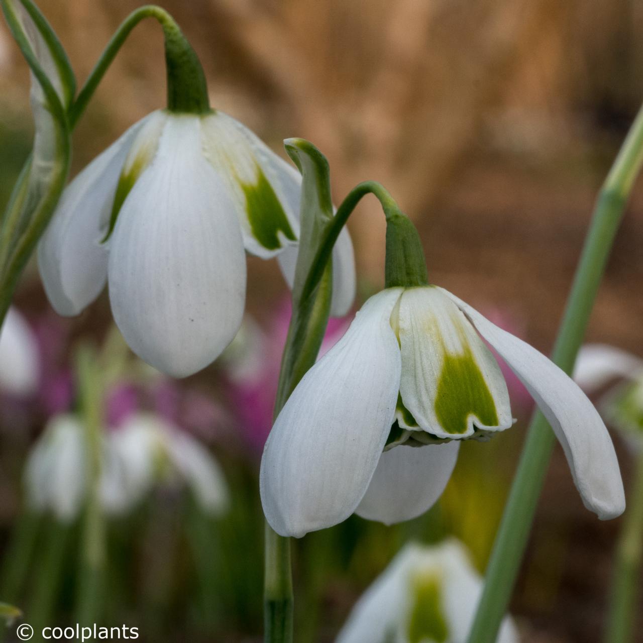 Galanthus 'Cordelia' plant