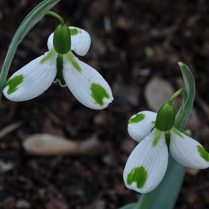 Galanthus 'Corrin' plant