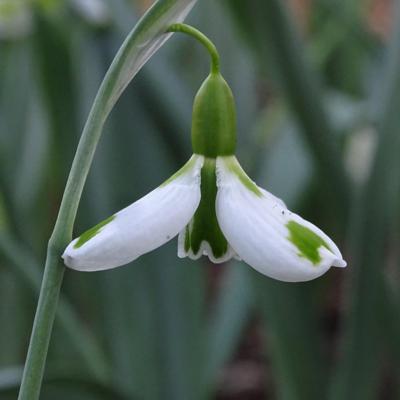 galanthus-corrin
