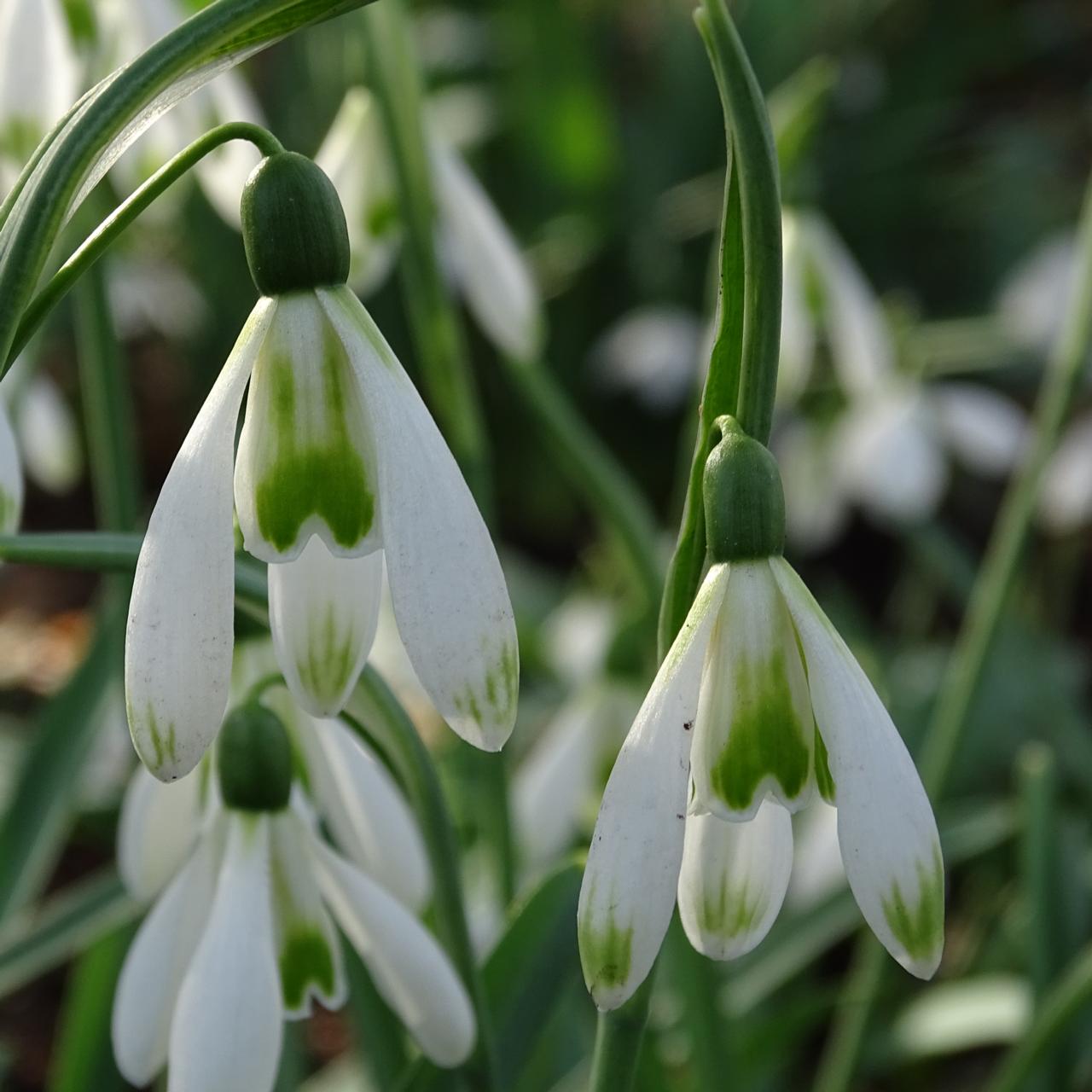 Galanthus 'Courteenhall' plant