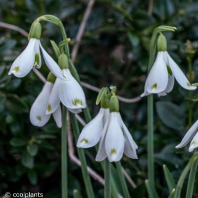 galanthus-david-baker_400.jpeg