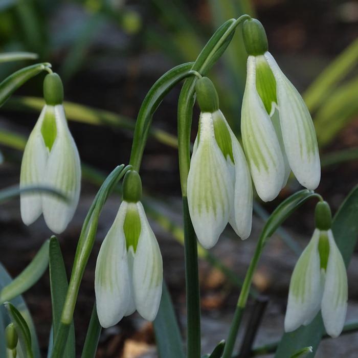 Galanthus 'Der Grüne Fürst' plant