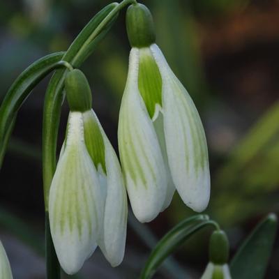 galanthus-der-grune-furst_400.jpeg