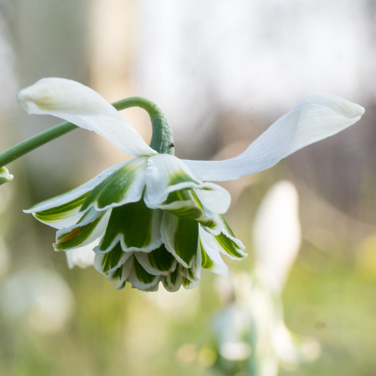 Galanthus 'Desdemona' plant