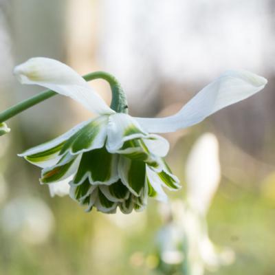 galanthus-desdemona_400.jpeg