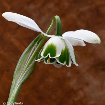 galanthus-dionysus