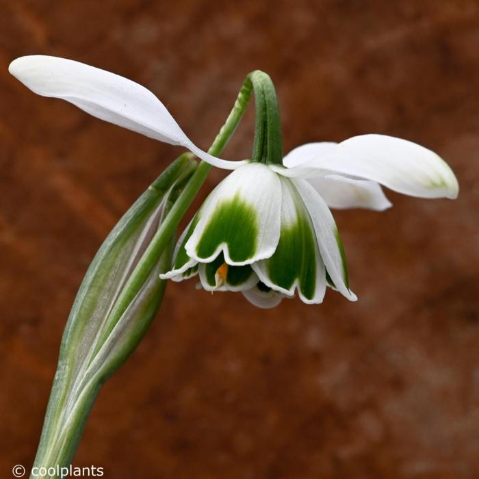 Galanthus 'Dionysus' plant