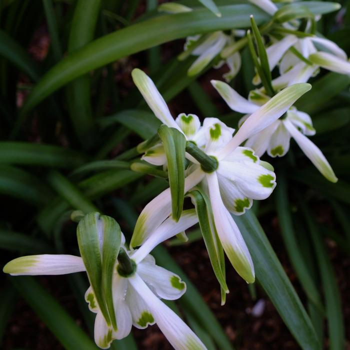 Galanthus nivalis 'Doncaster Double Charmer' plant