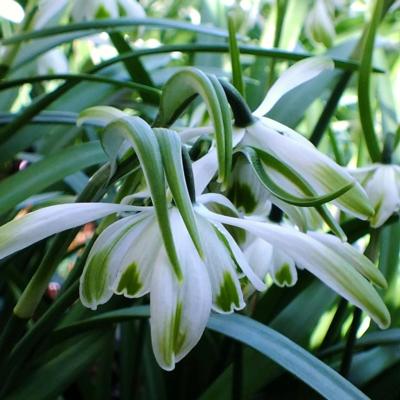 galanthus-doncaster-double-charmer_400.jpeg