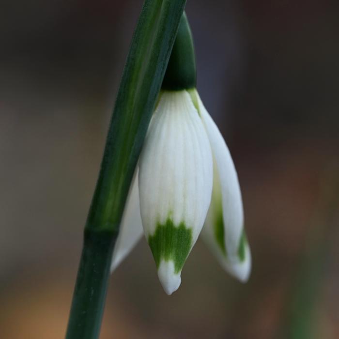 Galanthus 'Dreierlei Tropfen' plant