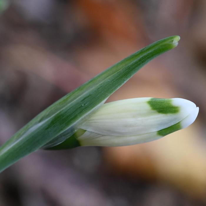 Galanthus 'Dreierlei Tropfen' plant