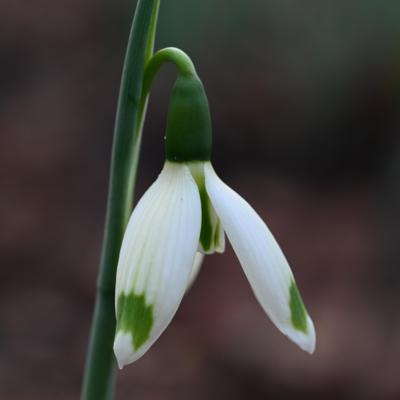 galanthus-dreierlei-tropfen