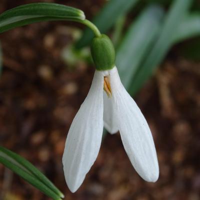 galanthus-dreisporn_1_400.jpeg