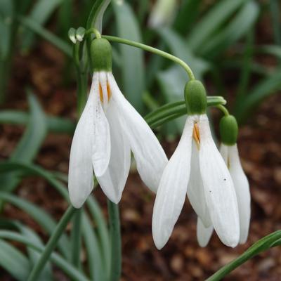 galanthus-dreisporn_400.jpeg