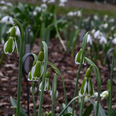 galanthus-dryad-demeter_1_400.jpeg