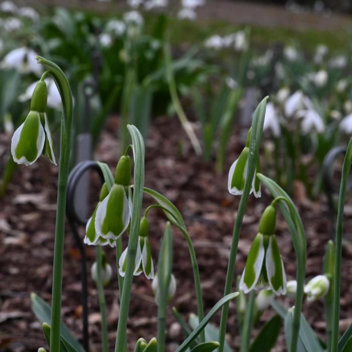 Galanthus 'Dryad Demeter' plant