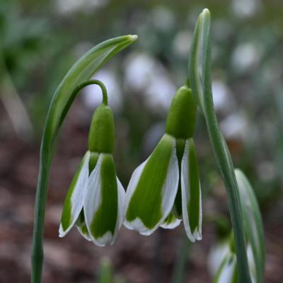 galanthus-dryad-demeter