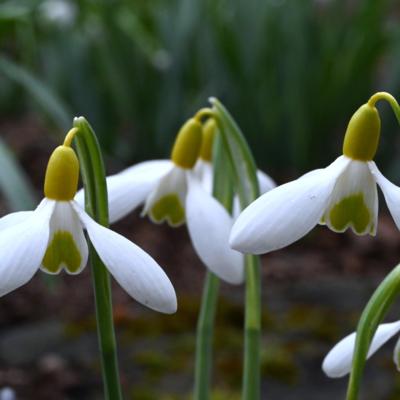 galanthus-dryad-gold-ingot_1_400.jpeg