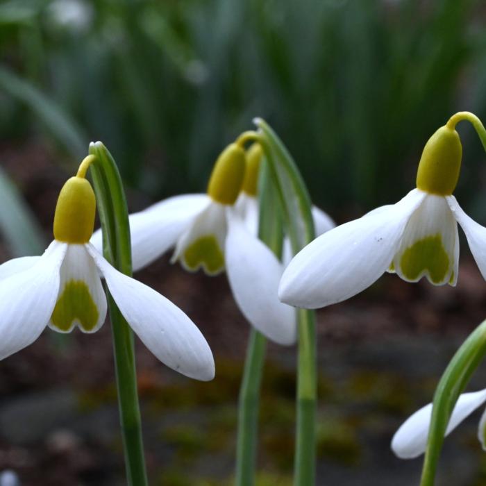 Galanthus 'Dryad Gold Ingot' plant