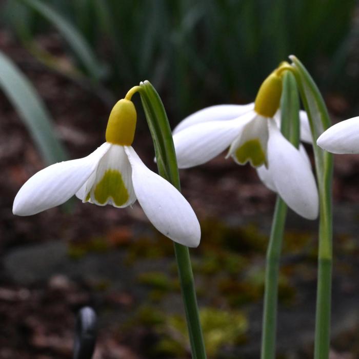 Galanthus 'Dryad Gold Ingot' plant