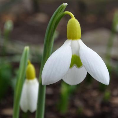 galanthus-dryad-gold-ingot