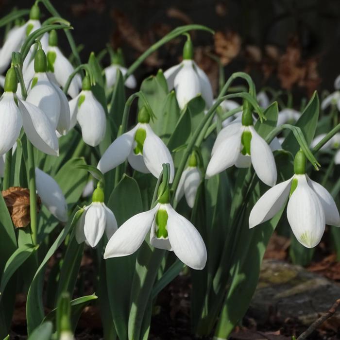 Galanthus elwesii 'Big Boy' plant