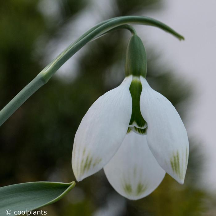 Galanthus elwesii 'Big Boy' plant