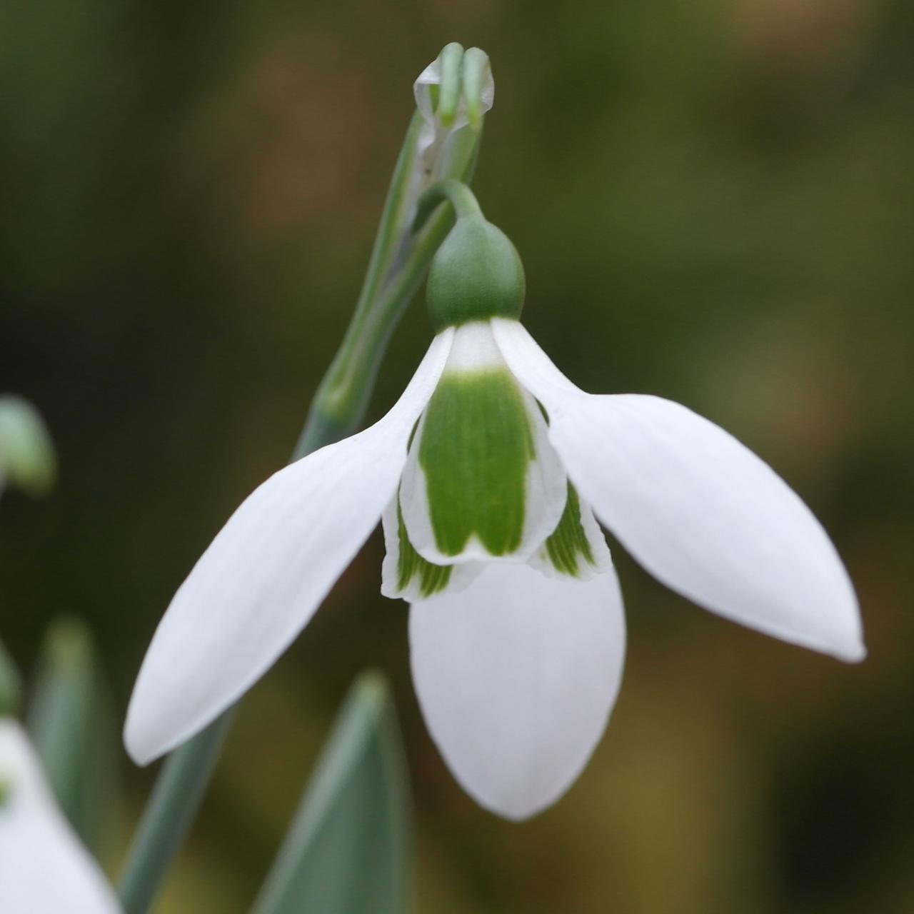 Galanthus elwesii 'Fenstead End' plant