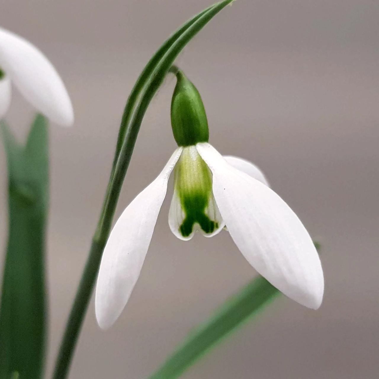 Galanthus elwesii 'Fieldgate Prelude' plant