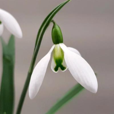 galanthus-elwesii-fieldgate-prelude_400.jpeg