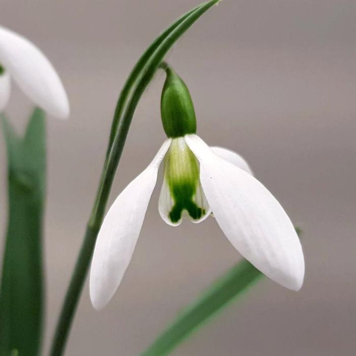 Galanthus elwesii 'Fieldgate Prelude'