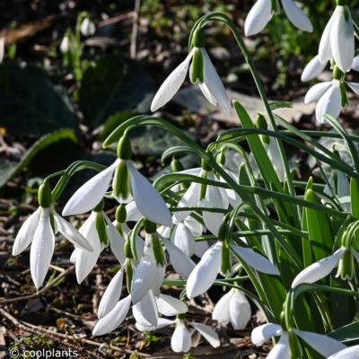 galanthus-elwesii-george-elwes_1_400.jpeg