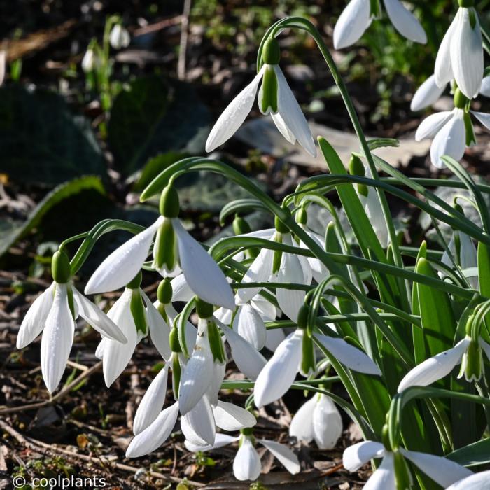 Galanthus elwesii 'George Elwes' plant