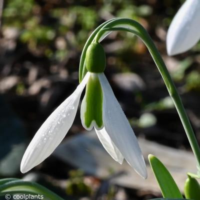 galanthus-elwesii-george-elwes_400.jpeg