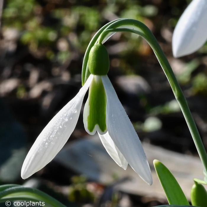 Galanthus elwesii 'George Elwes' plant