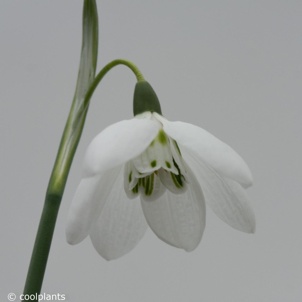 Galanthus elwesii 'Godfrey Owen' plant