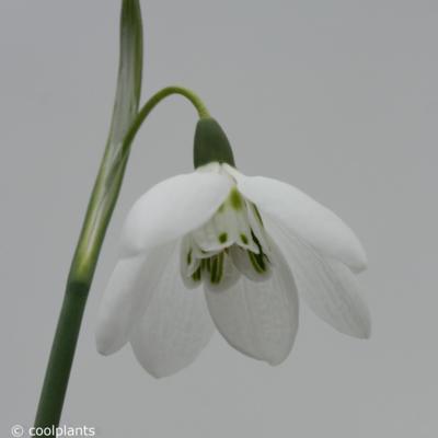 galanthus-elwesii-godfrey-owen