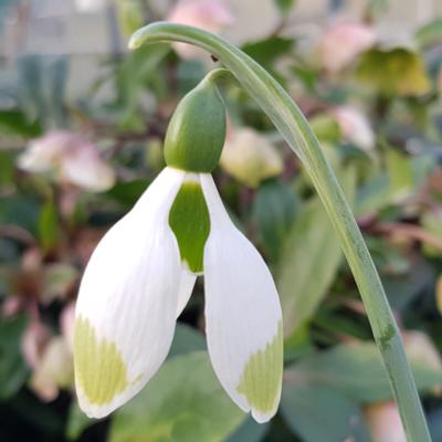 galanthus-elwesii-green-brush