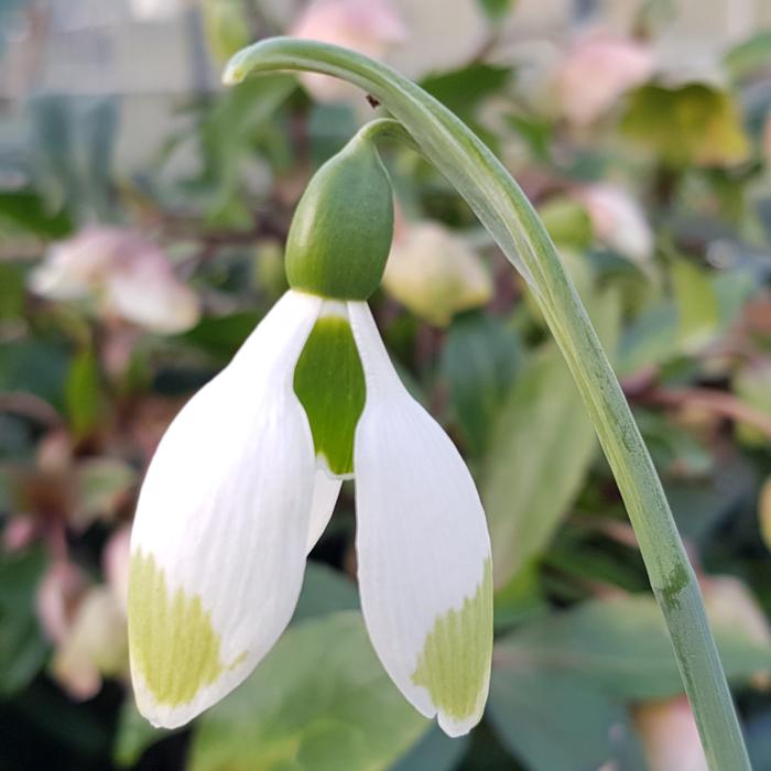 Galanthus elwesii 'Green Brush' plant