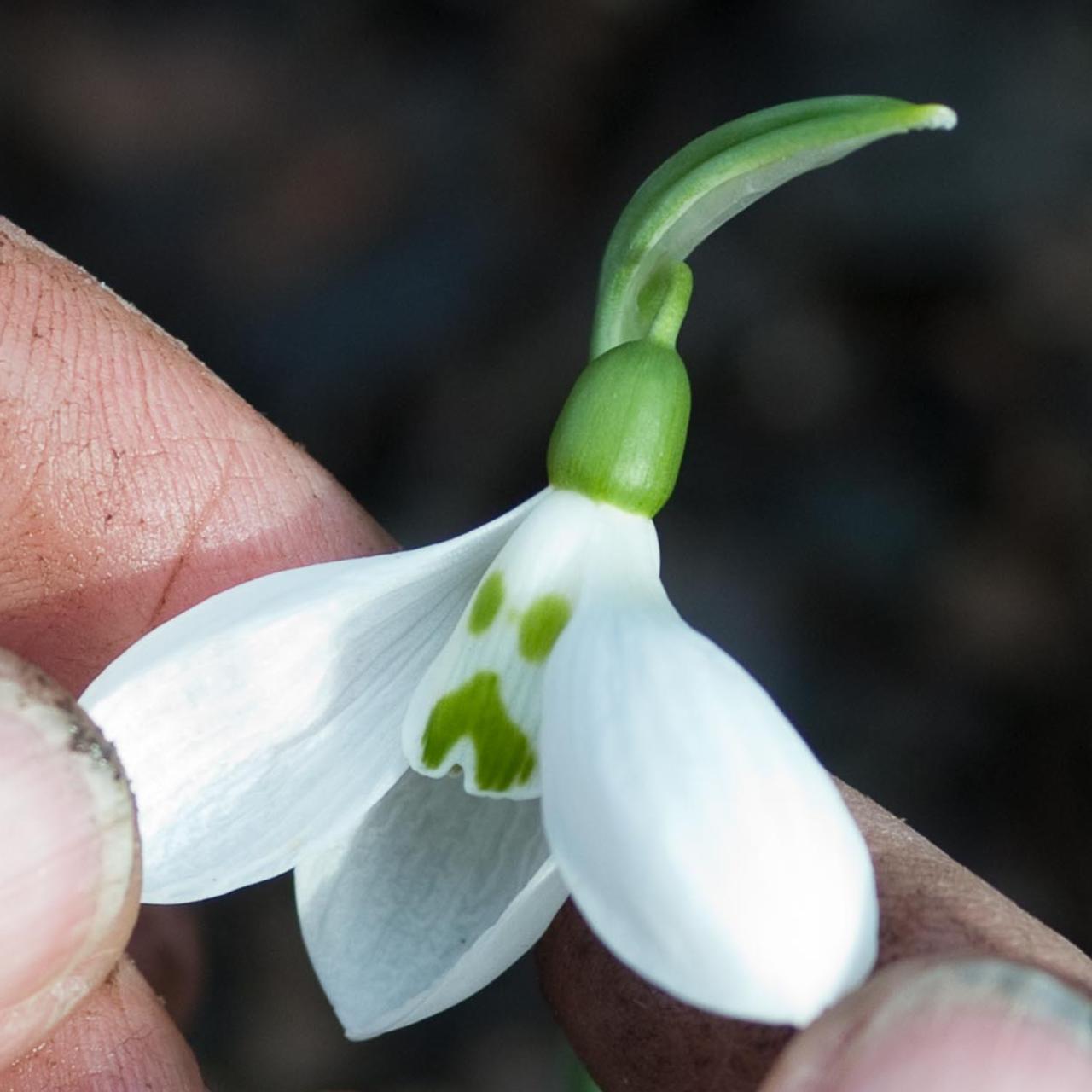 Galanthus elwesii 'Grumpy' plant