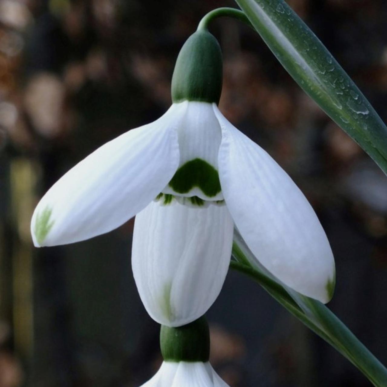 Galanthus elwesii 'Hercule' plant