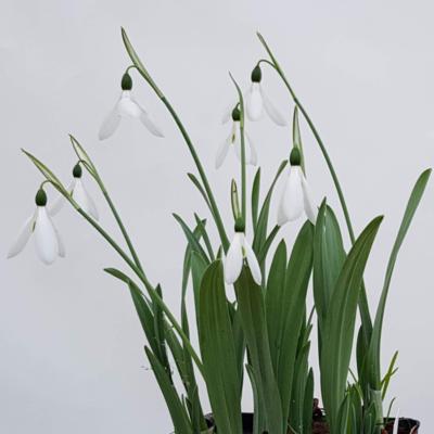 galanthus-elwesii-hiemalis-group-donald-simms-early_1_400.jpeg