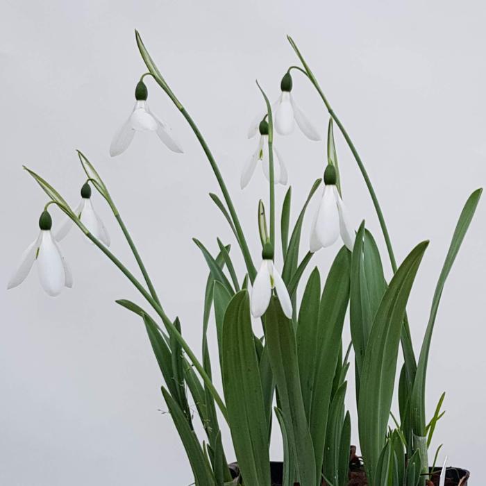 Galanthus elwesii Hiemalis Group 'Donald Simms Early' plant