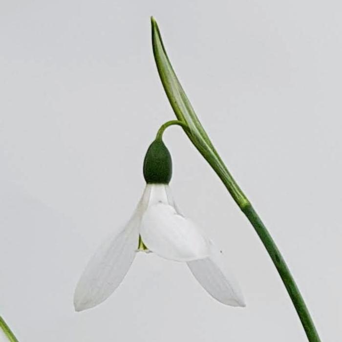 Galanthus elwesii Hiemalis Group 'Donald Simms Early' plant