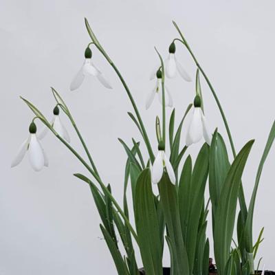 galanthus-elwesii-hiemalis-group-donald-simms-early