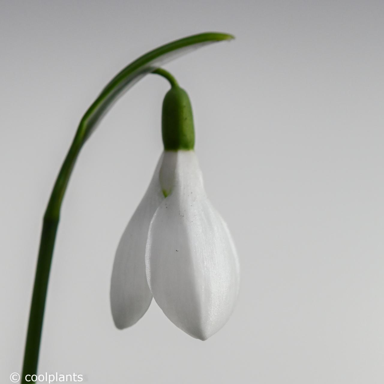 Galanthus elwesii Hiemalis Group 'Dorothy Foreman' plant