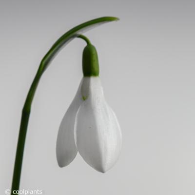 galanthus-elwesii-hiemalis-group-nutts-early-copy_400.jpeg