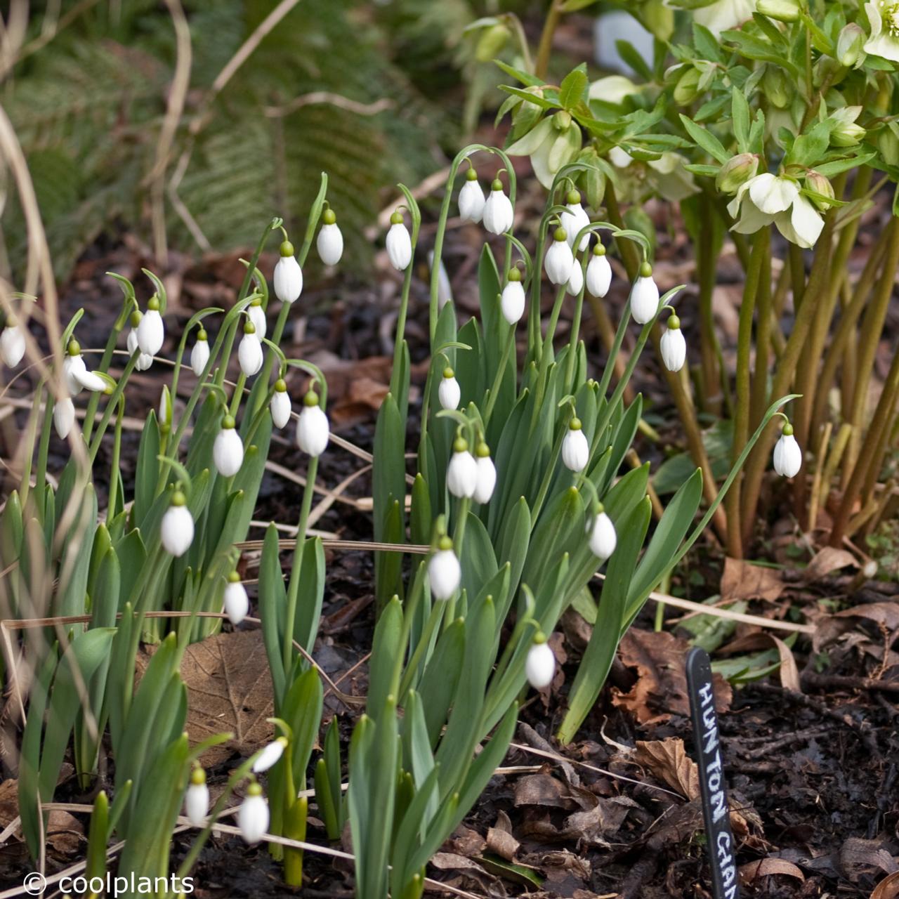 Galanthus elwesii 'Hunton Giant' plant